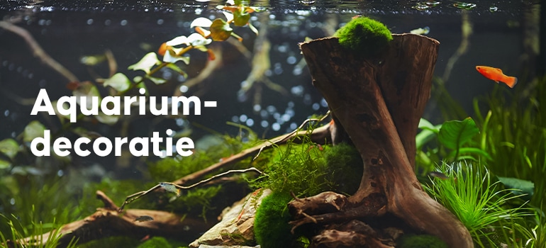 De leukste aquarium decoratie in onze winkel | Brandhof Dier & Ruiter De leukste aquarium decoratie in onze winkel | Brandhof Dier & Ruiter